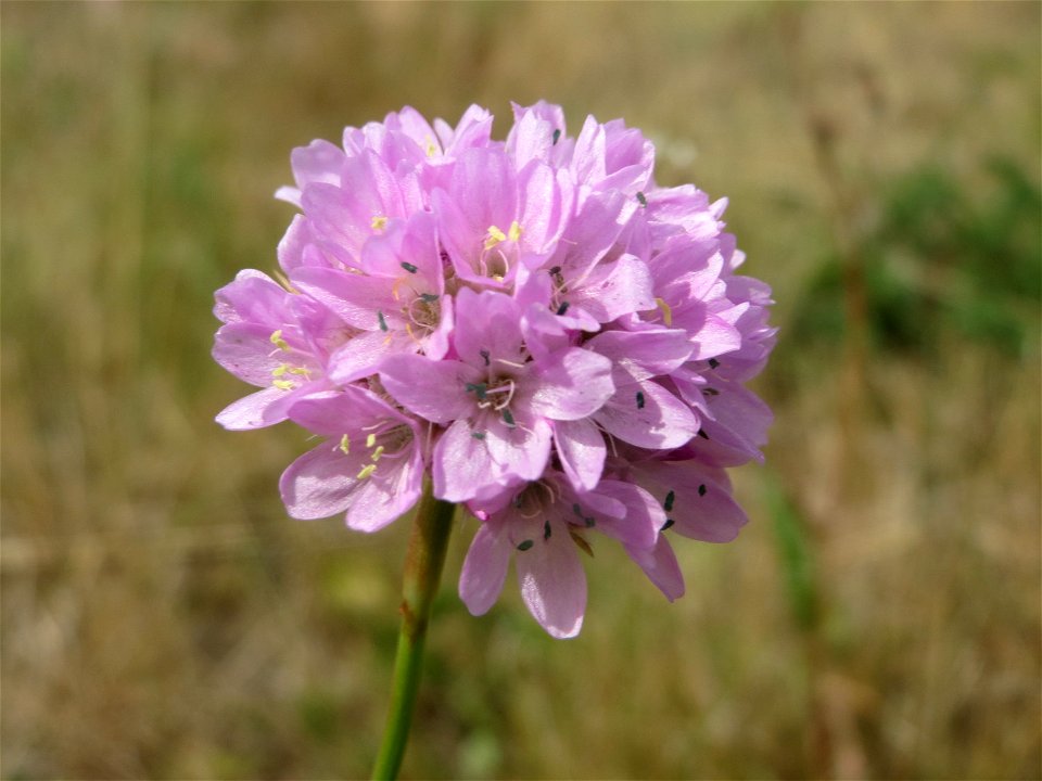 Strand-Grasnelke (Armeria maritima) in Oftersheim