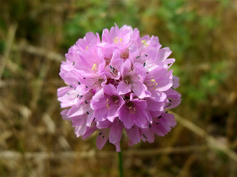 Strand-Grasnelke (Armeria maritima) in Oftersheim