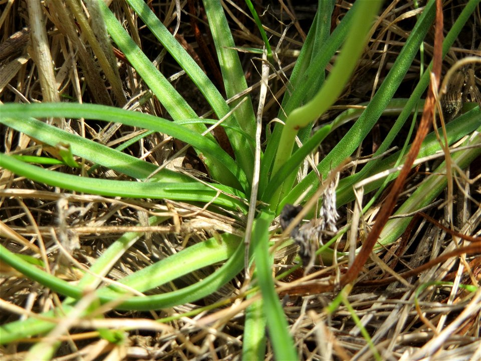 Strand-Grasnelke (Armeria maritima) in Oftersheim