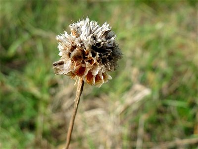 Strand-Grasnelke (Armeria maritima) in Oftersheim