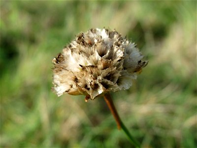 Strand-Grasnelke (Armeria maritima) in Oftersheim