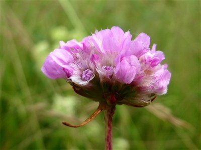 Strand-Grasnelke (Armeria maritima) in Oftersheim