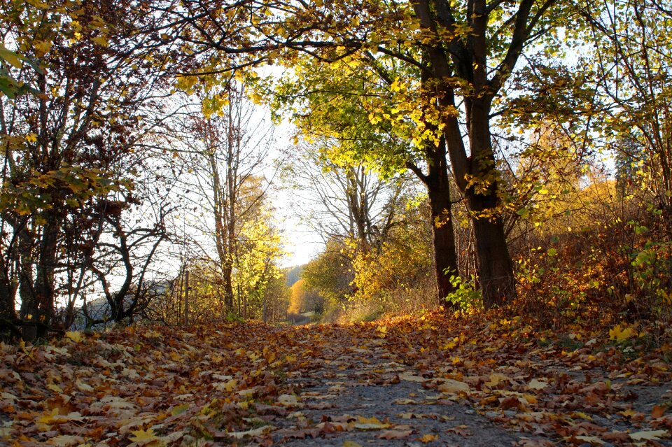 Autumn sun mood