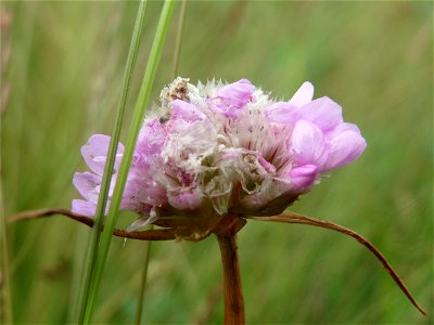 Strand-Grasnelke (Armeria maritima) in Oftersheim