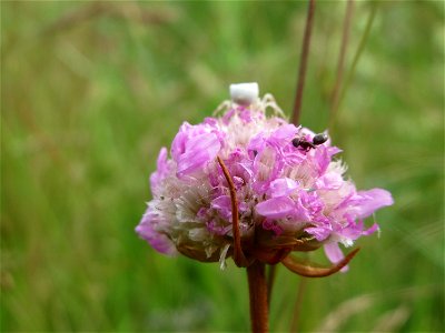 Strand-Grasnelke (Armeria maritima) in Oftersheim