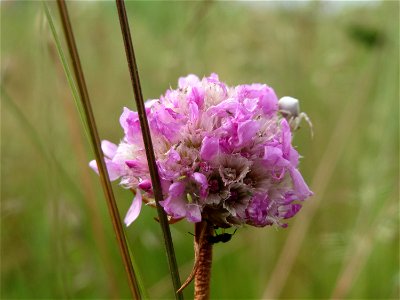 Strand-Grasnelke (Armeria maritima) in Oftersheim