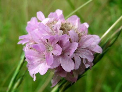 Strand-Grasnelke (Armeria maritima) in Oftersheim