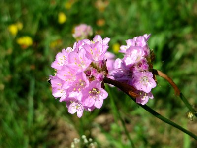 Die in Süddeutschland seltene Strand-Grasnelke (Armeria maritima) im Almet in Sankt Arnual