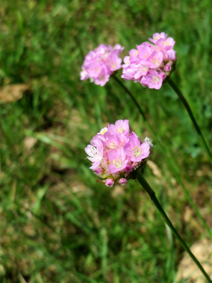 Die in Süddeutschland seltene Strand-Grasnelke (Armeria maritima) im Almet in Sankt Arnual