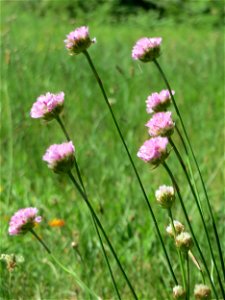 Die in Süddeutschland seltene Strand-Grasnelke (Armeria maritima) im Almet in Sankt Arnual