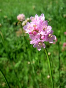 Die in Süddeutschland seltene Strand-Grasnelke (Armeria maritima) im Almet in Sankt Arnual
