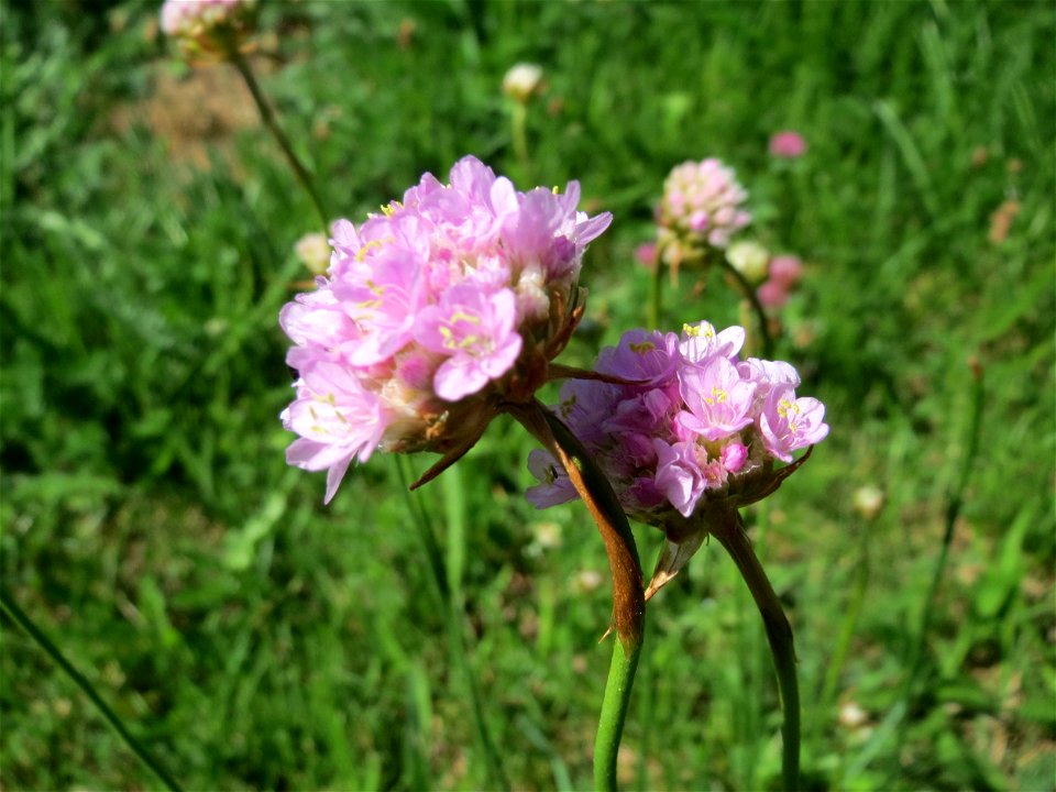 Die in Süddeutschland seltene Strand-Grasnelke (Armeria maritima) im Almet in Sankt Arnual
