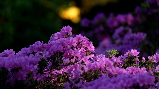 Rhododendron flower plant