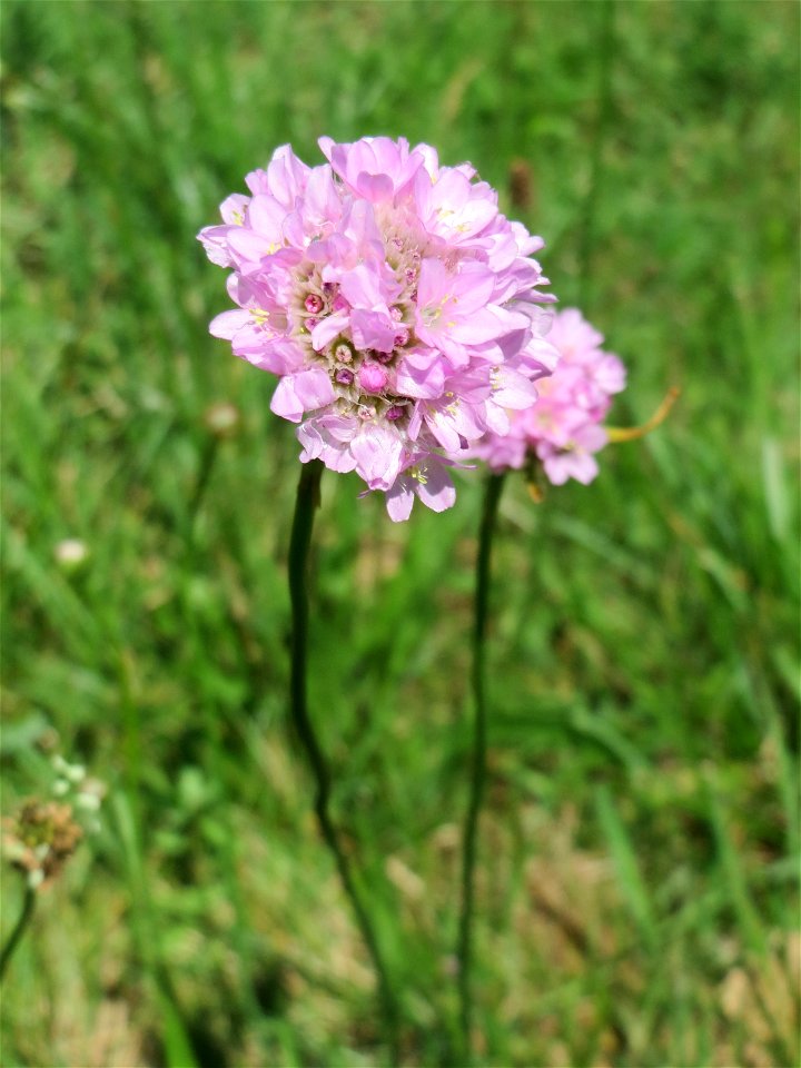 Die in Süddeutschland seltene Strand-Grasnelke (Armeria maritima) im Almet in Sankt Arnual