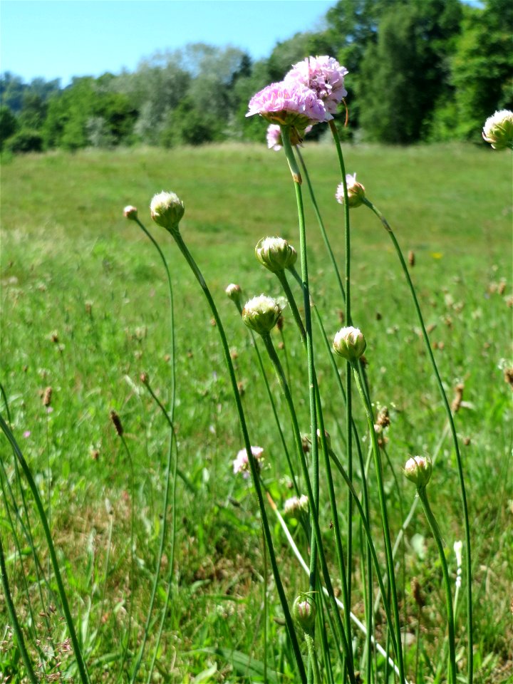 Die in Süddeutschland seltene Strand-Grasnelke (Armeria maritima) im Almet in Sankt Arnual