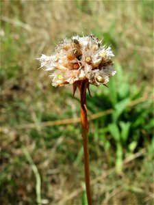 Die in Süddeutschland seltene Strand-Grasnelke (Armeria maritima) im Almet in Sankt Arnual