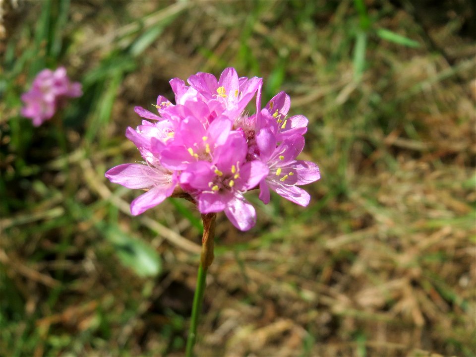 Die in Süddeutschland seltene Strand-Grasnelke (Armeria maritima) im Almet in Sankt Arnual