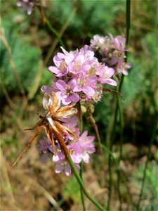 Die in Süddeutschland seltene Strand-Grasnelke (Armeria maritima) im Almet in Sankt Arnual