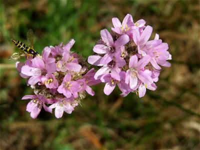 Die in Süddeutschland seltene Strand-Grasnelke (Armeria maritima) im Almet in Sankt Arnual