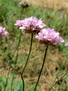 Die in Süddeutschland seltene Strand-Grasnelke (Armeria maritima) im Almet in Sankt Arnual