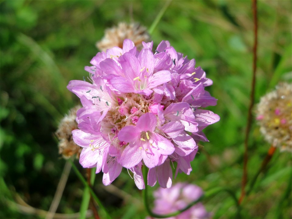 Strand-Grasnelke (Armeria maritima) auf einer Reptilien- und Insekten-Schutzfläche bei Oftersheim