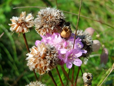 Strand-Grasnelke (Armeria maritima) auf einer Reptilien- und Insekten-Schutzfläche bei Oftersheim