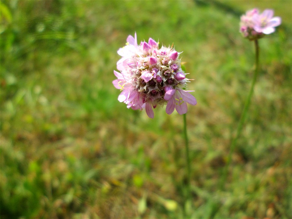 Die in Süddeutschland seltene Strand-Grasnelke (Armeria maritima) im Almet in Sankt Arnual
