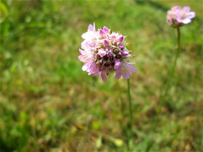 Die in Süddeutschland seltene Strand-Grasnelke (Armeria maritima) im Almet in Sankt Arnual