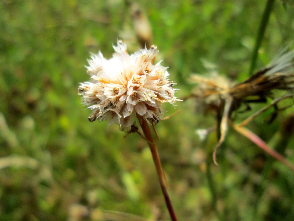 Die in Süddeutschland seltene Strand-Grasnelke (Armeria maritima) im Almet in Sankt Arnual