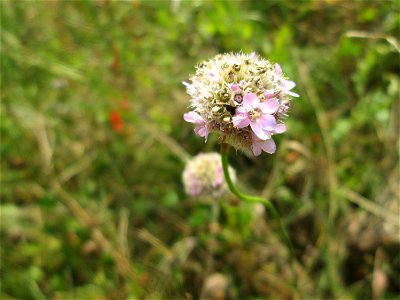 Die in Süddeutschland seltene Strand-Grasnelke (Armeria maritima) im Almet in Sankt Arnual