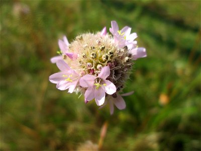 Die in Süddeutschland seltene Strand-Grasnelke (Armeria maritima) im Almet in Sankt Arnual