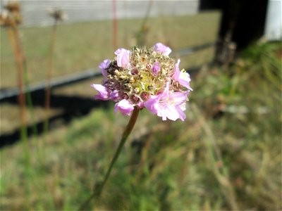 Die in Süddeutschland seltene Strand-Grasnelke (Armeria maritima) im Almet in Sankt Arnual