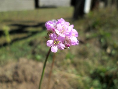 Die in Süddeutschland seltene Strand-Grasnelke (Armeria maritima) im Almet in Sankt Arnual