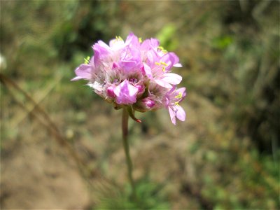 Die in Süddeutschland seltene Strand-Grasnelke (Armeria maritima) im Almet in Sankt Arnual