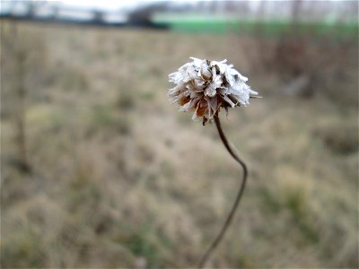 Mumienbotanik: Strand-Grasnelke (Armeria maritima) auf einer Reptilien- und Insekten-Schutzfläche bei Oftersheim