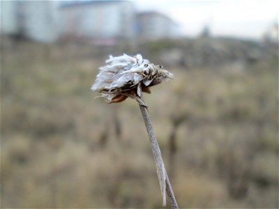 Mumienbotanik: Strand-Grasnelke (Armeria maritima) auf einer Reptilien- und Insekten-Schutzfläche bei Oftersheim