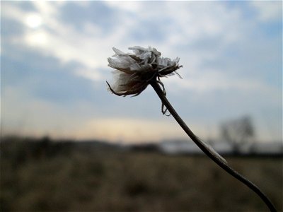 Mumienbotanik: Strand-Grasnelke (Armeria maritima) auf einer Reptilien- und Insekten-Schutzfläche bei Oftersheim