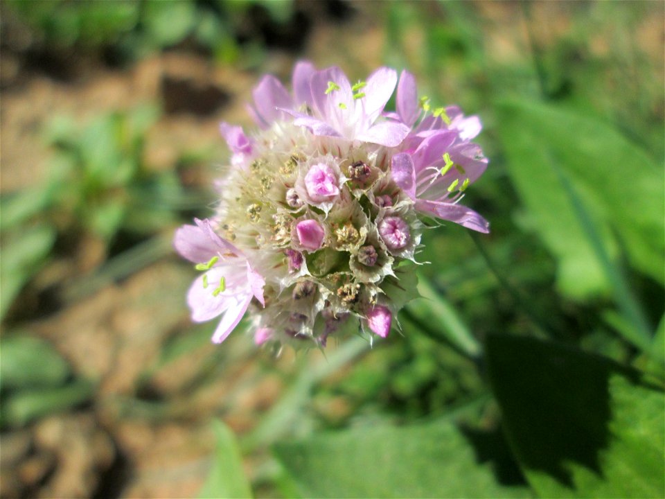 Strand-Grasnelke (Armeria maritima) im Almet in Sankt Arnual
