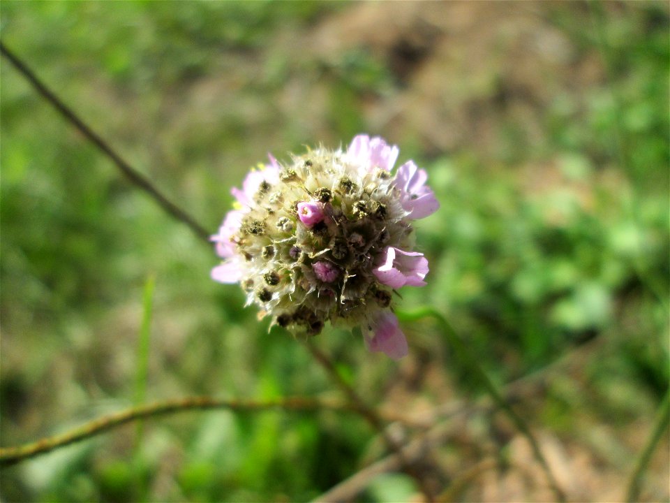 Strand-Grasnelke (Armeria maritima) im Almet in Sankt Arnual