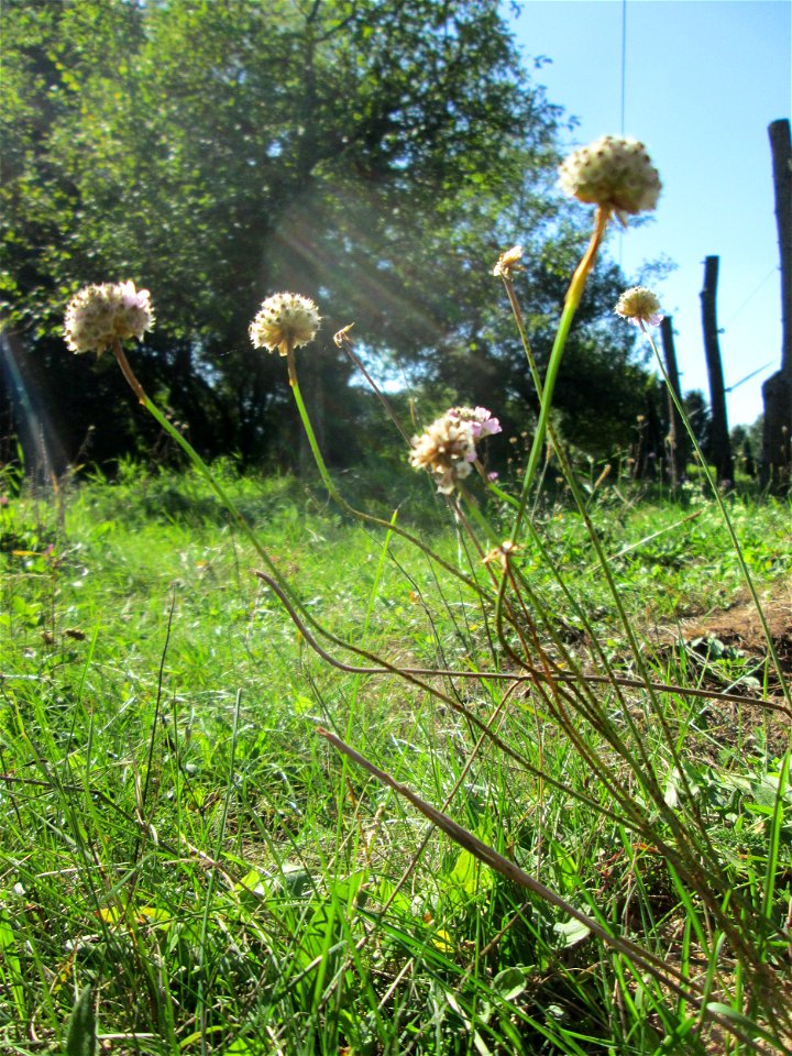 Strand-Grasnelke (Armeria maritima) im Almet in Sankt Arnual