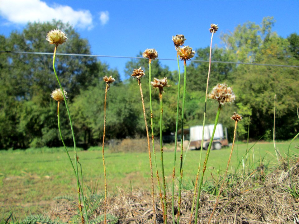 Strand-Grasnelke (Armeria maritima) im Almet in Sankt Arnual