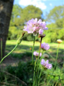 Strand-Grasnelke (Armeria maritima) im Almet in Sankt Arnual
