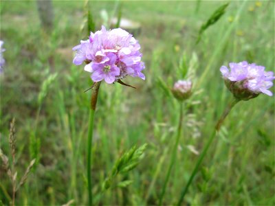 Die in Süddeutschland eher seltene Strand-Grasnelke (Armeria maritima) im Almet in Sankt Arnual