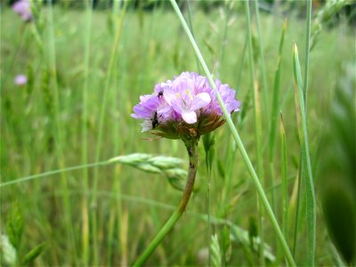 Die in Süddeutschland eher seltene Strand-Grasnelke (Armeria maritima) im Almet in Sankt Arnual