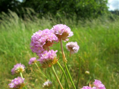 Die in Süddeutschland eher seltene Strand-Grasnelke (Armeria maritima) im Almet in Sankt Arnual