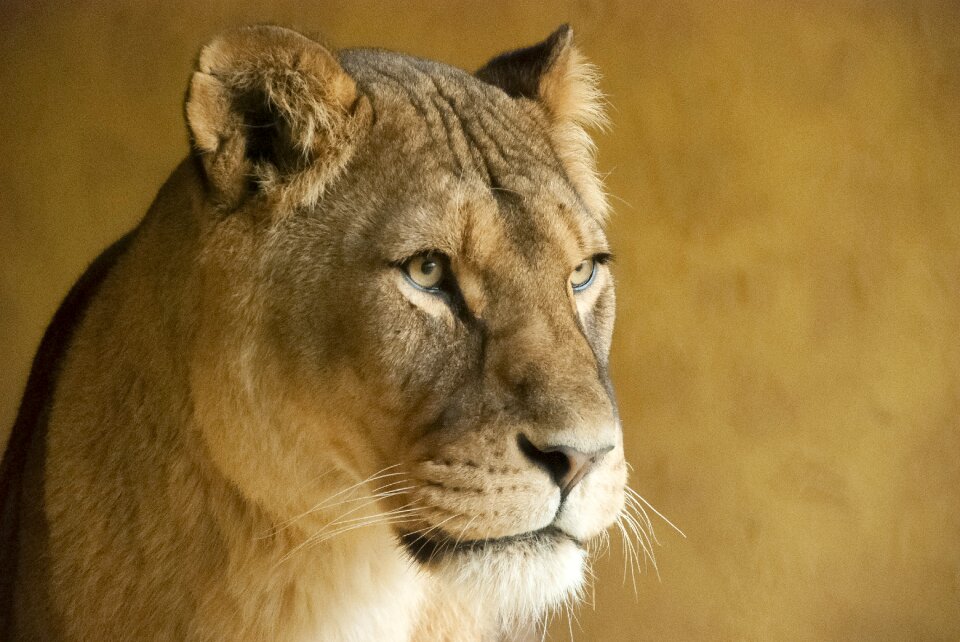 Zoo colors portrait