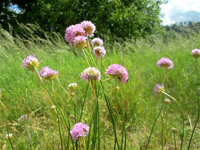Die in Süddeutschland eher seltene Strand-Grasnelke (Armeria maritima) im Almet in Sankt Arnual