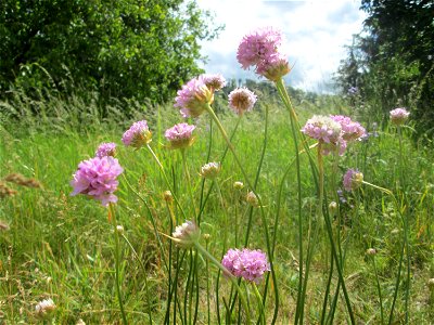 Die in Süddeutschland eher seltene Strand-Grasnelke (Armeria maritima) im Almet in Sankt Arnual