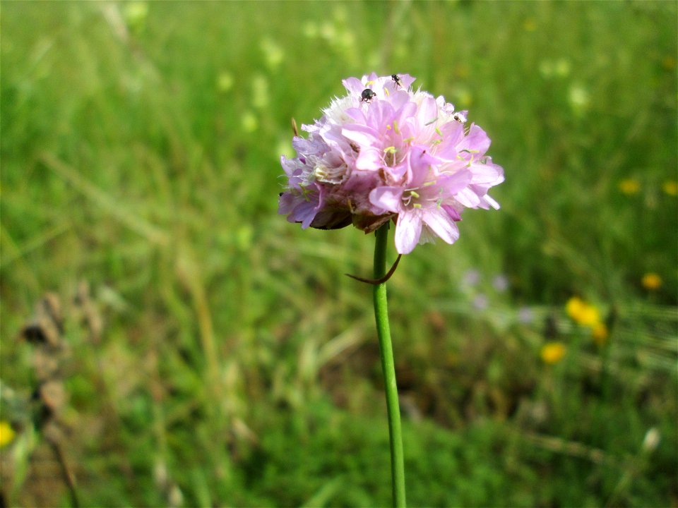 Die in Süddeutschland eher seltene Strand-Grasnelke (Armeria maritima) im oberen Almet in Sankt Arnual