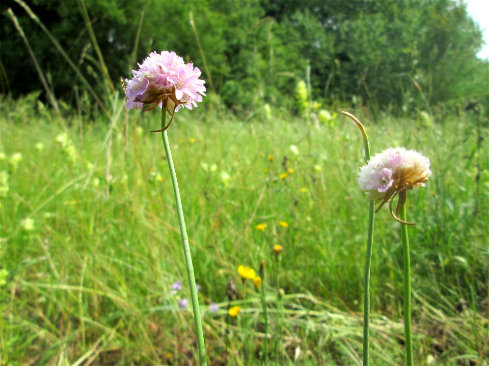 Die in Süddeutschland eher seltene Strand-Grasnelke (Armeria maritima) im oberen Almet in Sankt Arnual